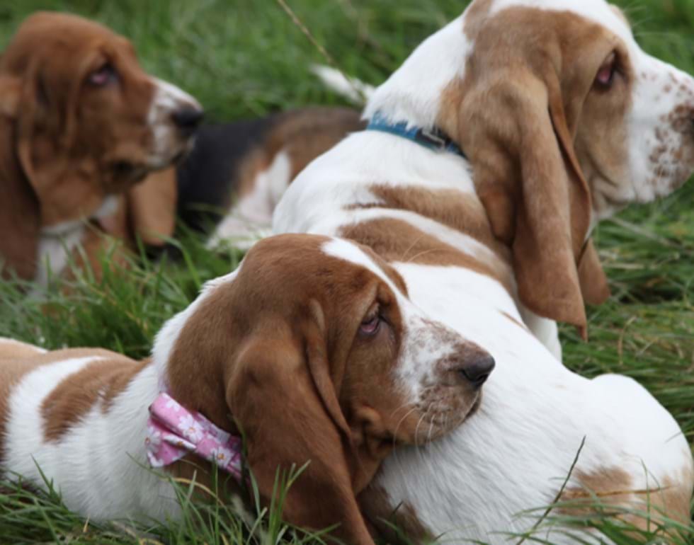 Good Dog, Bad Dog: Inside The World of Doggy Daycare